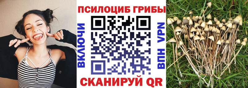Псилоцибиновые грибы Psilocybine cubensis  Куровское 